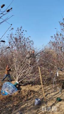 18公分绚丽海棠