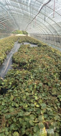 高度10厘米虎耳草