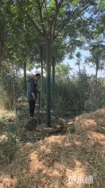 12公分苦楝