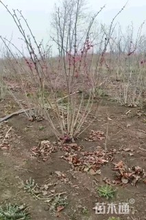 高度150厘米丛生紫荆