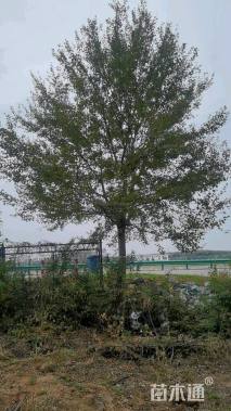 11公分三角枫