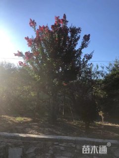 高度300厘米丛生紫薇