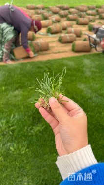 草卷状百慕大草