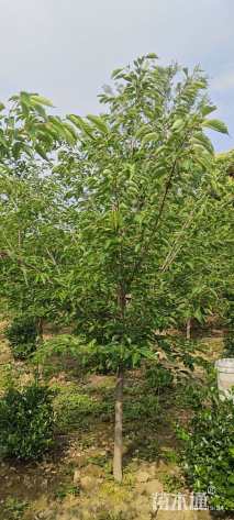 5公分染井吉野樱