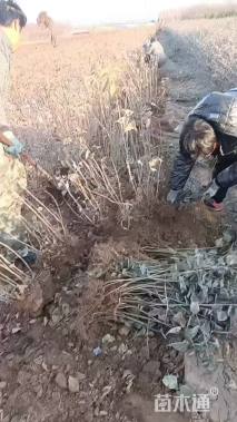 高度25厘米丁香小苗
