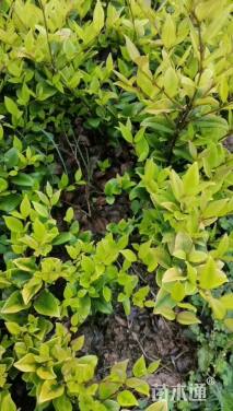 高度30厘米金森女贞