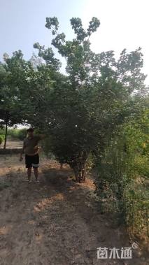 高度400厘米丛生紫荆