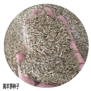 高羊茅高羊茅种子