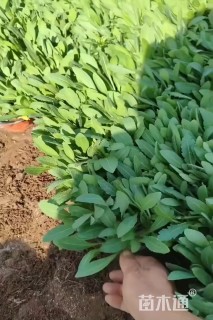 高度15厘米天人菊