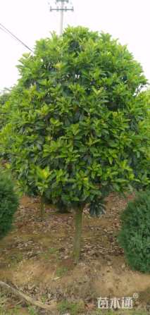 高度300厘米中华石楠