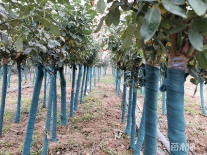 5公分树状月季