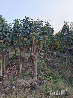 高度250厘米郁金香玉兰