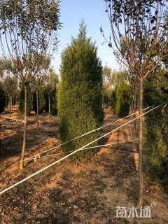 高度250厘米桧柏