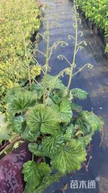 高度20厘米虎耳草