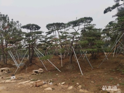 20公分造型油松