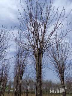 20公分嫁接香花槐