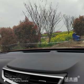 12公分红叶石楠