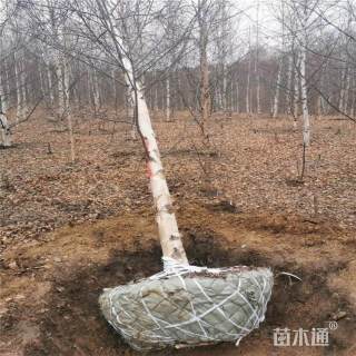 18公分白桦树