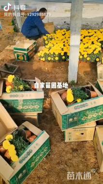 高度16厘米万寿菊