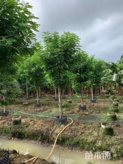 8公分黄槐