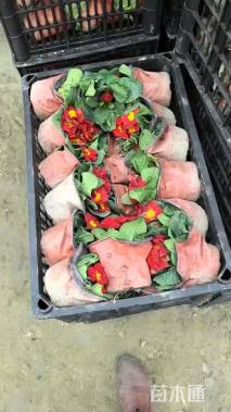 高度5厘米报春花