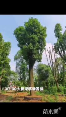 50公分多杆香樟