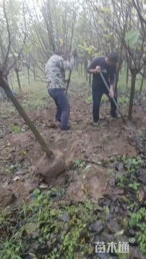 5公分紫玉兰