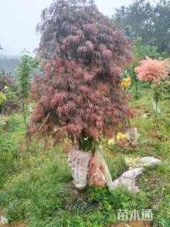 高度150厘米羽毛枫