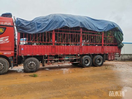 20公分杨梅