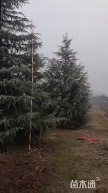 高度600厘米雪松