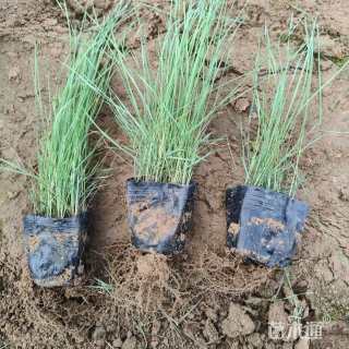 高度15厘米粉黛乱子草