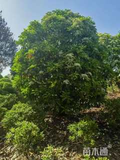 8公分石楠