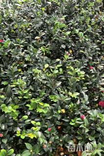 高度20厘米茶梅