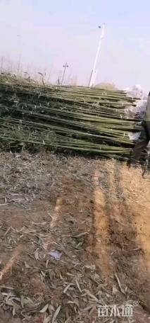 3公分竹子