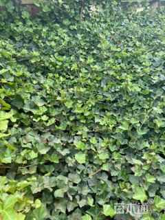 60厘米洋常春藤