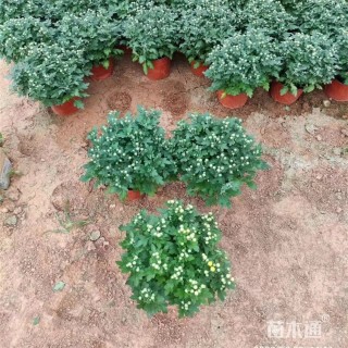 高度22厘米千头菊