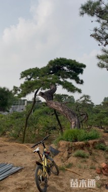 15公分造型黑松