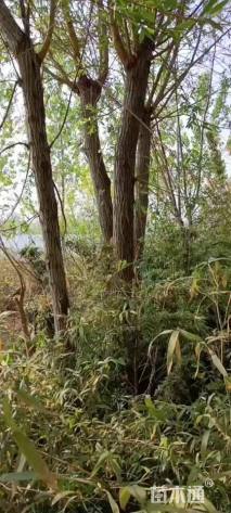 8公分垂柳