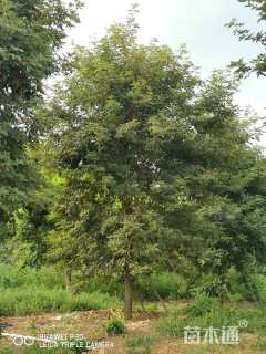 12公分黄花风铃木