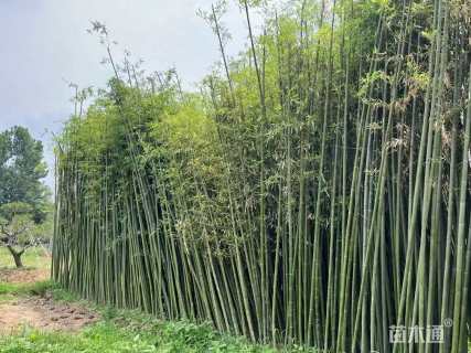 小杯苗金镶玉竹