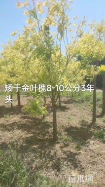 8公分金枝槐