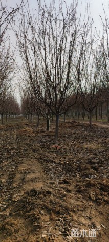 12公分北美海棠