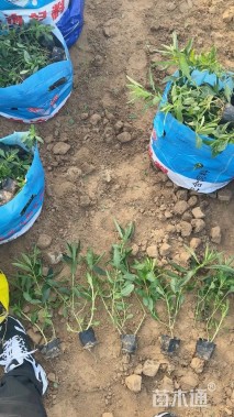 高度40厘米醉鱼草