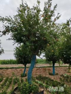 高度600厘米果石榴