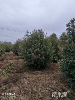 冠幅300厘米红叶石楠球