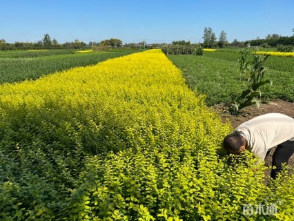 高度50厘米金叶女贞