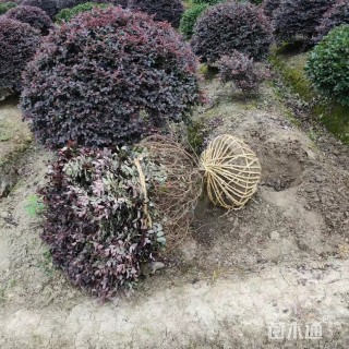 冠幅120厘米红花继木球