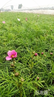 高度10厘米波斯菊