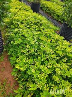 高度25厘米花叶鸭脚木