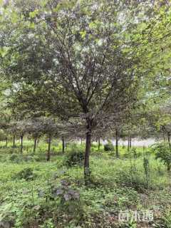12公分朴树